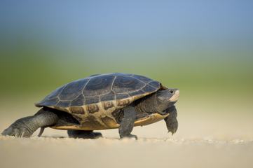 The Turtle Walks