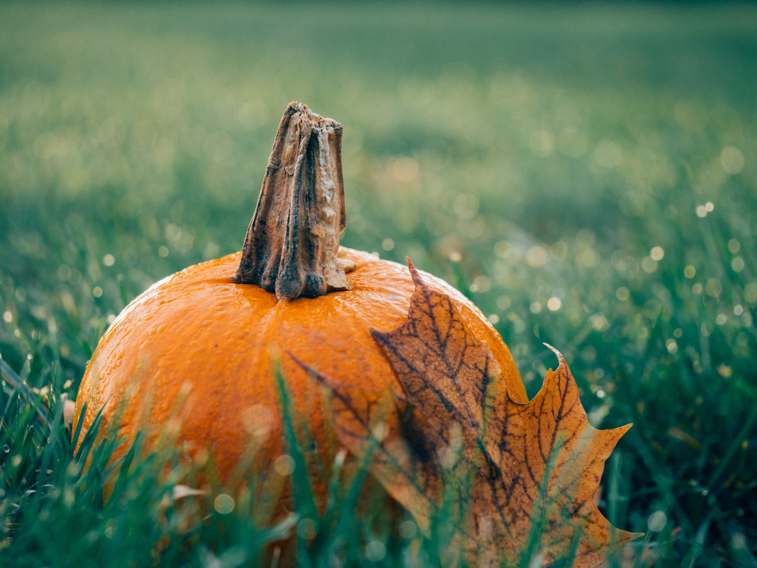 Pumpkin on Wet Grass