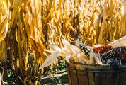 Basket Full of Corn Cobs at the Harvest