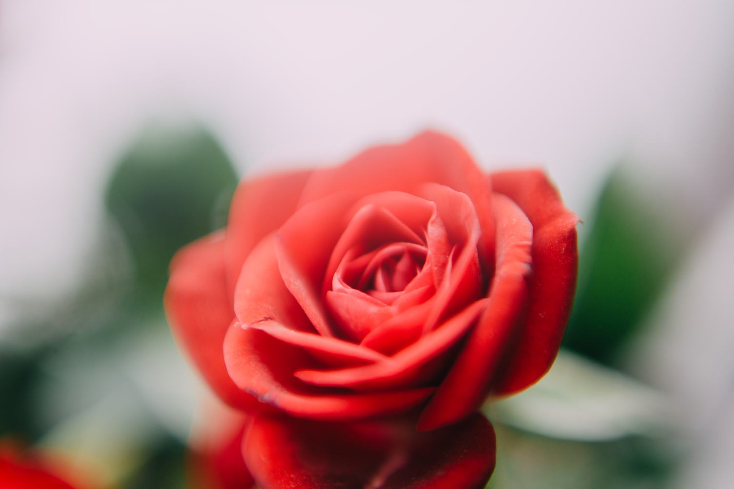 Red Rose Flower in the Garden