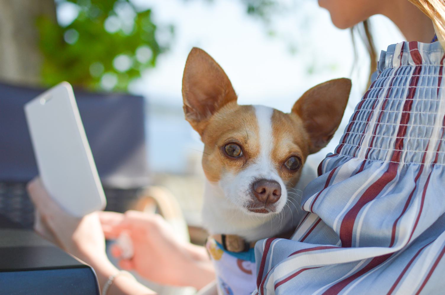 Dog on the Lap of the Owner