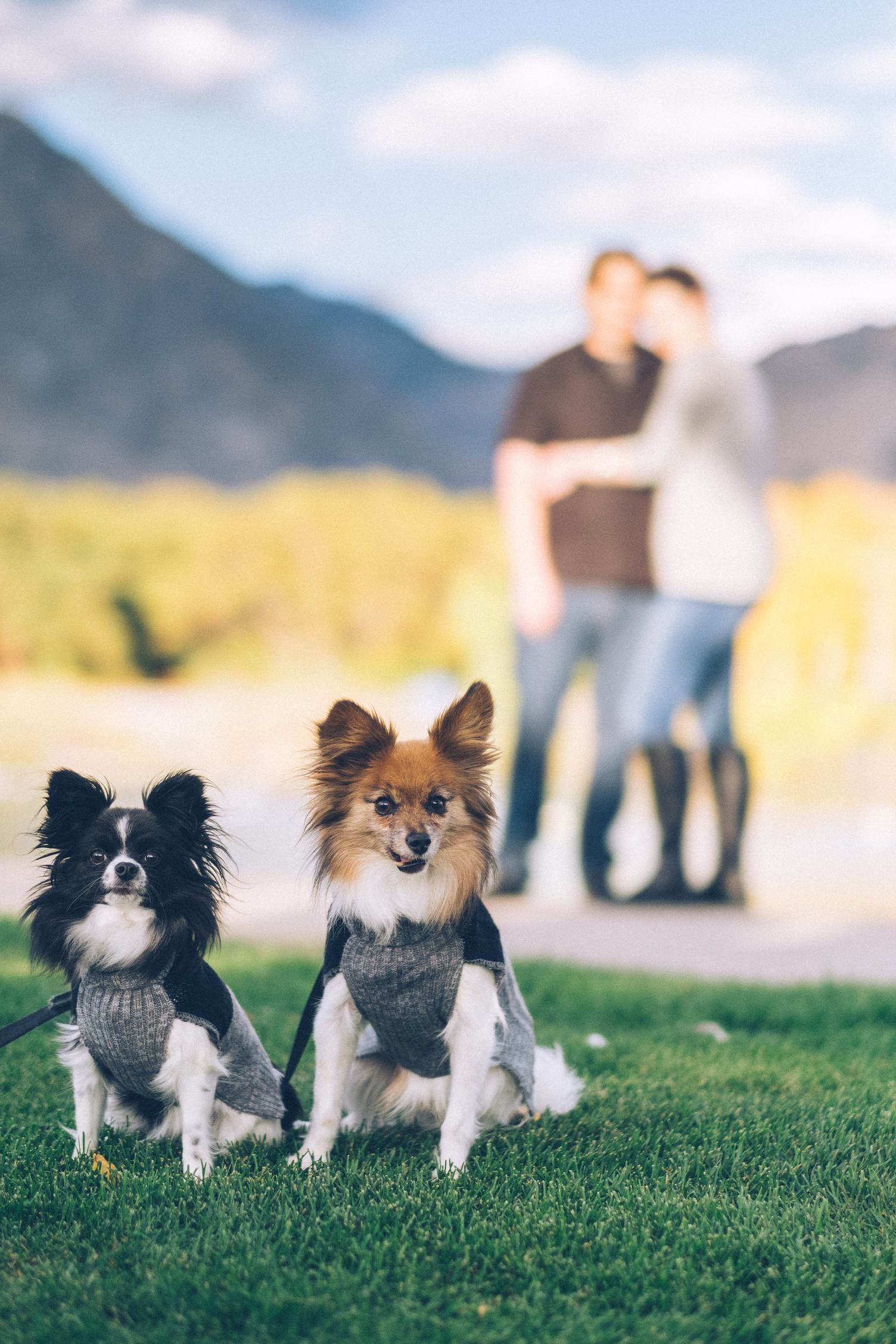 Two Dogs Sitting on the Grass