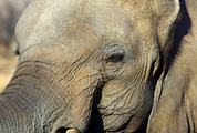 Close up of African Elephant
