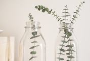 Plants in a Bottle Interior Decorations