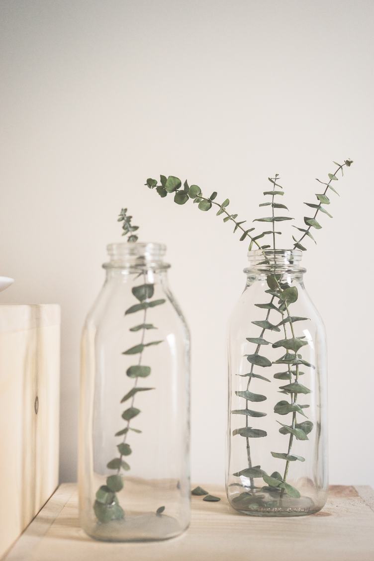 Plants in a Bottle Interior Decorations