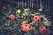 Pumpkin Ladybugs Family