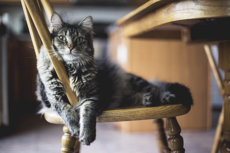 Cat Rests on a Chair