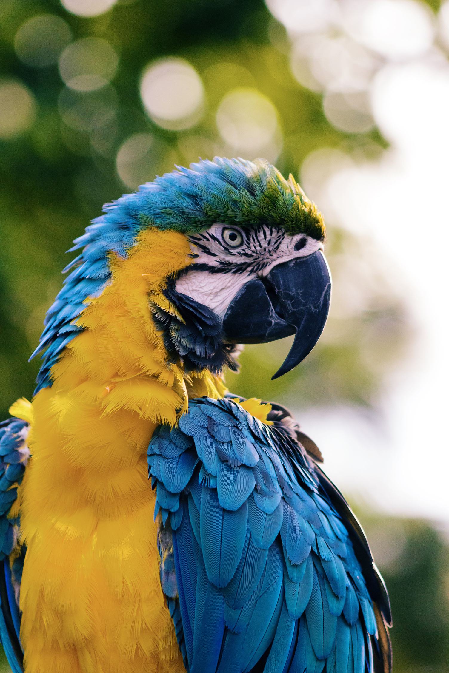 Portrait of Macaw Parrot