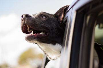 Dog Looking Out of Car Window