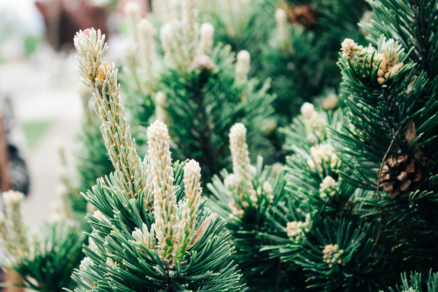 Green Pine Branches