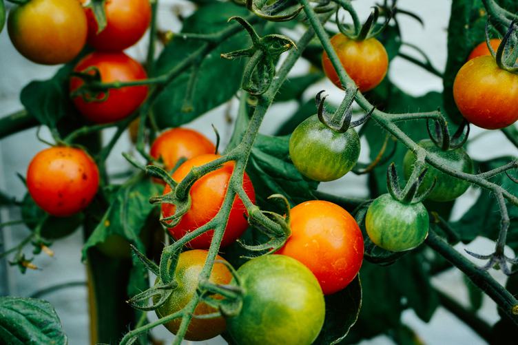 Tomatoes Ripen on the Bush