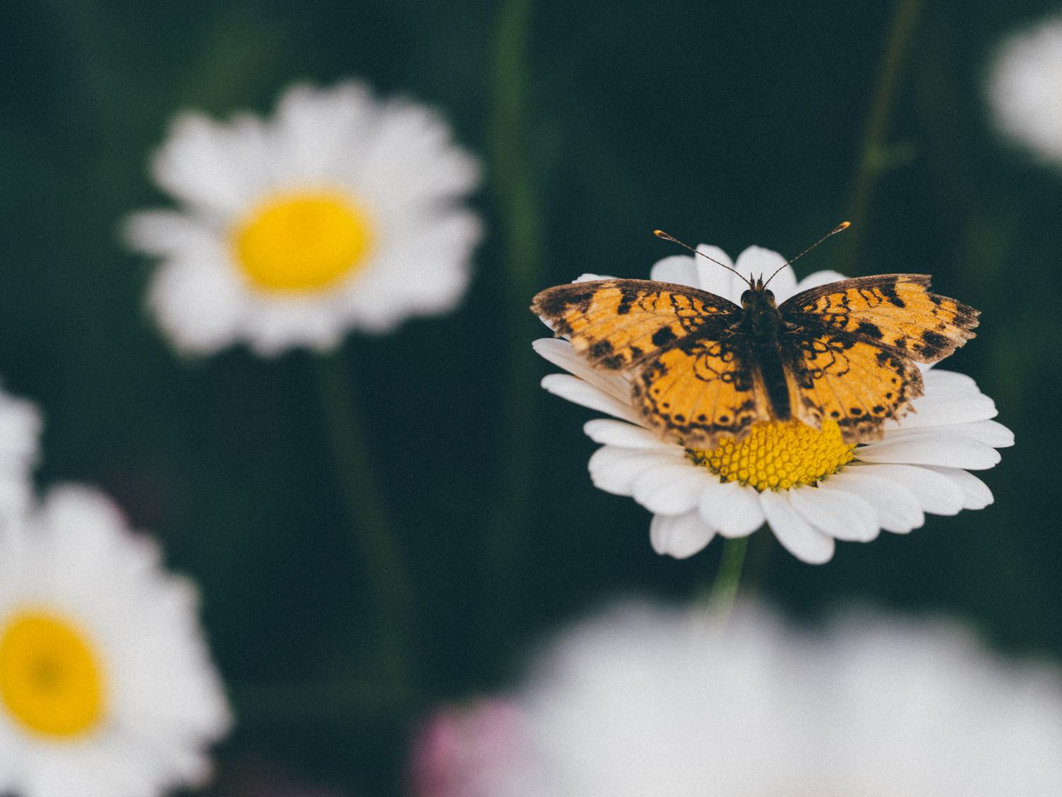 Yellow Butterfly on Daisy Flower