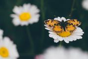 Yellow Butterfly on Daisy Flower
