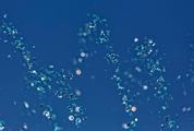 Abstract Water Texture with Bubbles