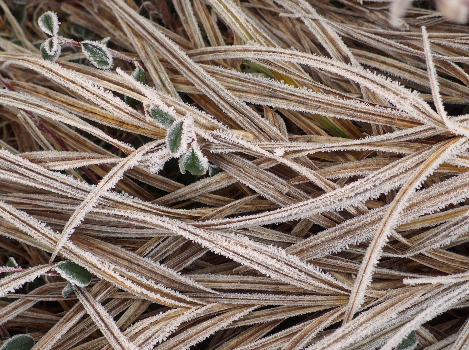 Frost on a Frozen Grass