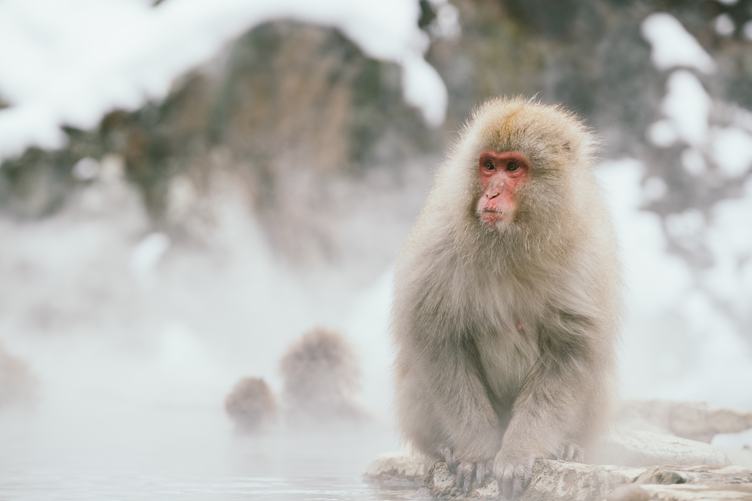 Japanese Snow Monkey Macaque