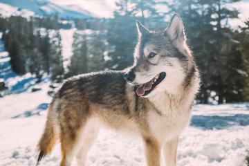 Siberian Husky Dog Winter Portrait