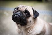 Outdoor Portrait of French Bulldog