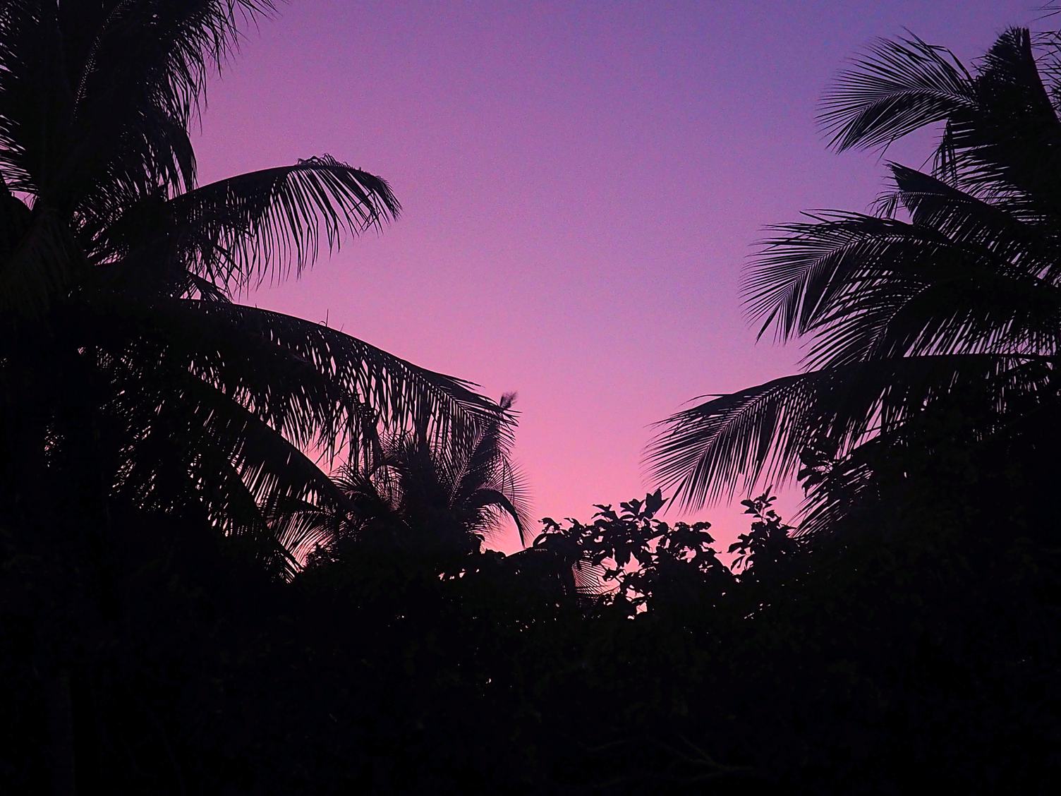 Palm Trees Purple Sunset Background