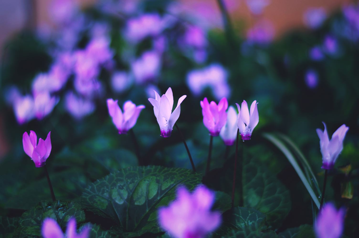 Alpine Violet Flowers