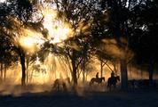 Cattle Drive at Sunset