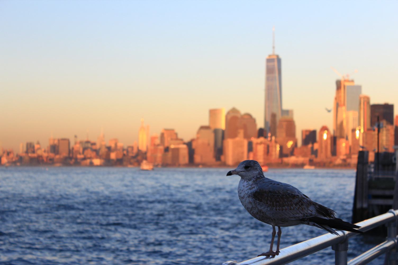 Seagull against Manhattan Skyline, New York