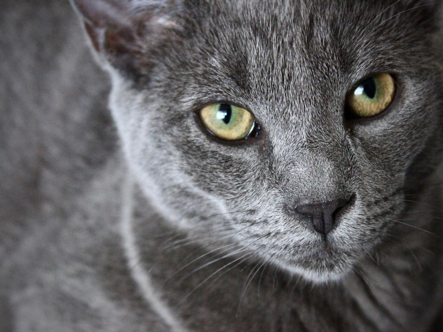 Free Photo: Portrait of Elegant Grey Cat