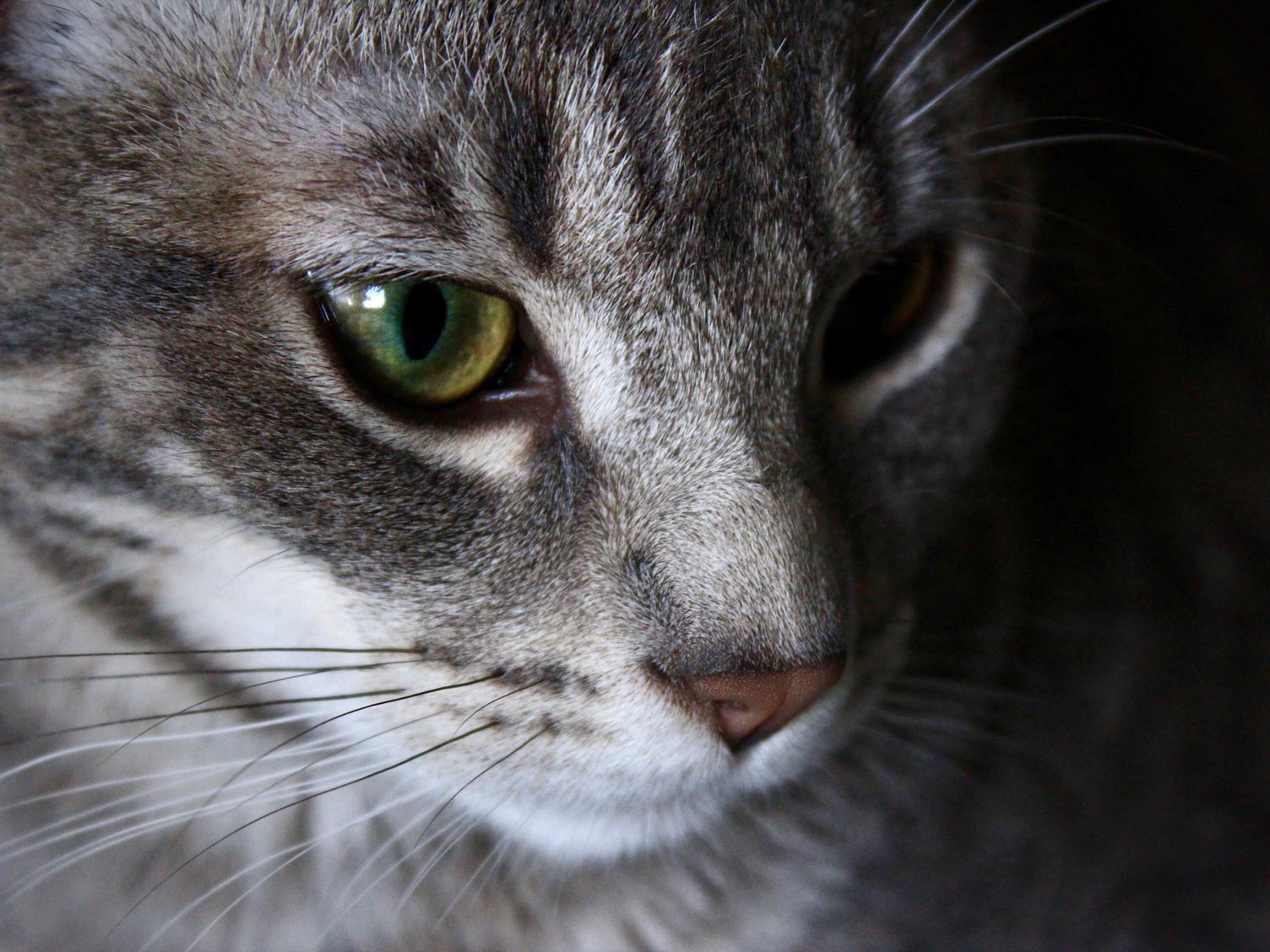 A Closeup of a Tabby Cat