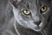 Portrait of Elegant Grey Cat