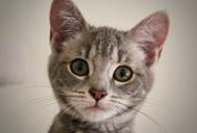 Portrait of a Scared Little Gray Cat