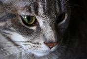 A Closeup of a Tabby Cat