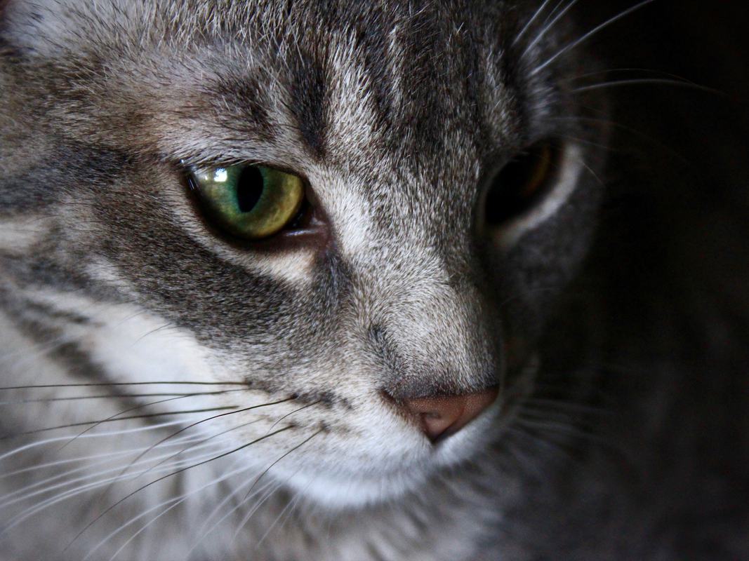 Free Photo: A Closeup of a Tabby Cat