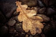 Brown and Wet Oak Leaf on the Stones