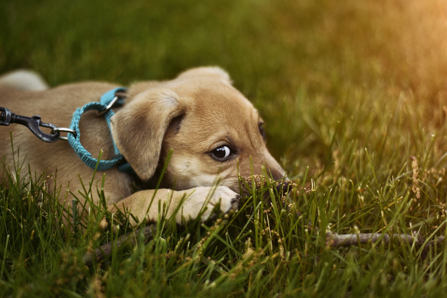 Cute Puppy Dog on the Grass