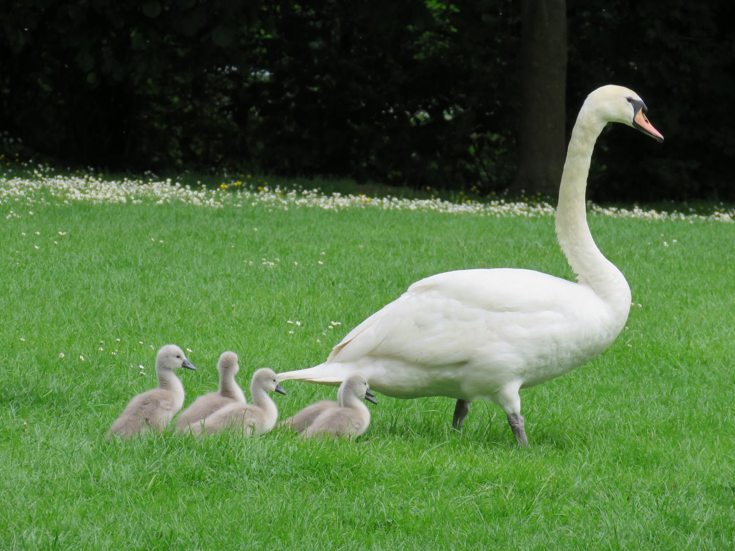 Family of Swans on Green Grass