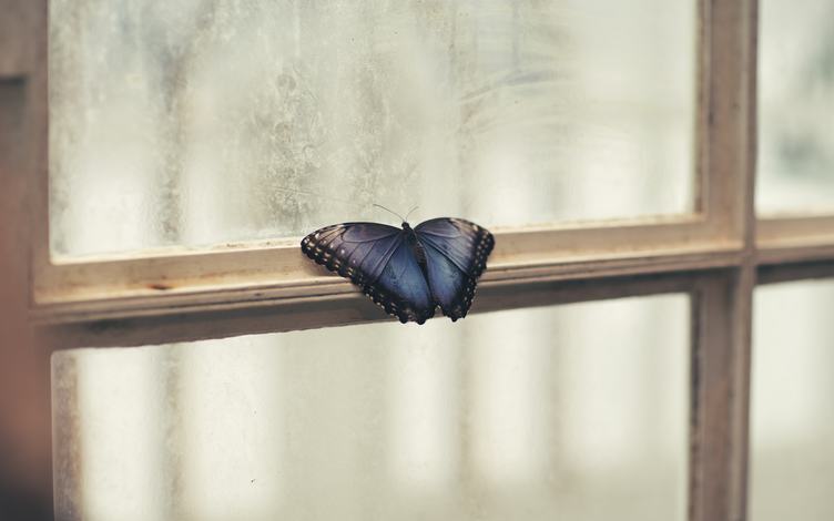 Window with a Blue Butterfly
