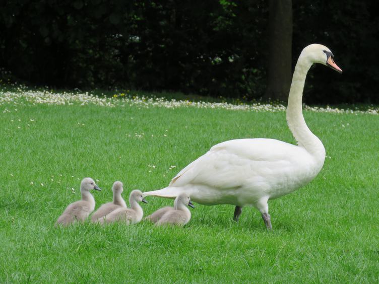 Family of Swans on Green Grass