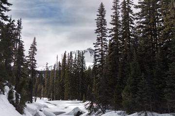 Winter Mountain Forest