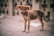 Puppy with Ears Sticking out