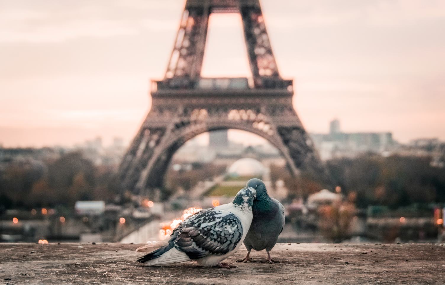 Hugged Pigeons in Paris