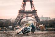 Hugged Pigeons in Paris