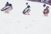 Ducks on the Snow