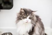 Gray Maine Coon Cat