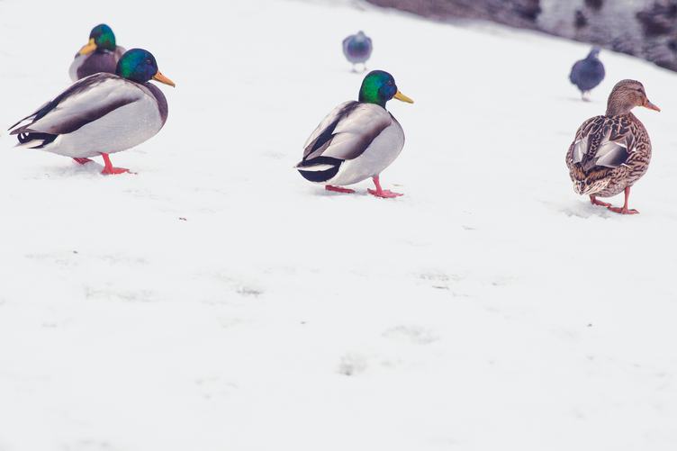 Ducks on the Snow