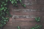 Ivy Green Leaf Frame on Plank Wood Wall