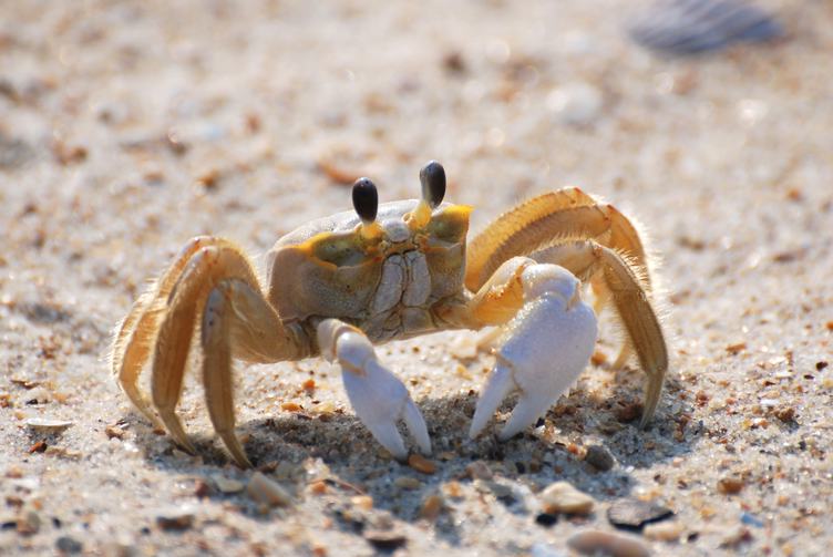 Crab on the Beach