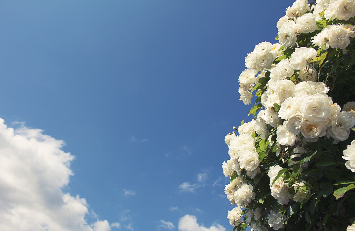 Free Photo: Bush of White Roses Against Blue Sky