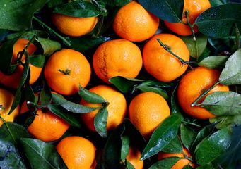 Fresh Tangerines with Leaves Top View