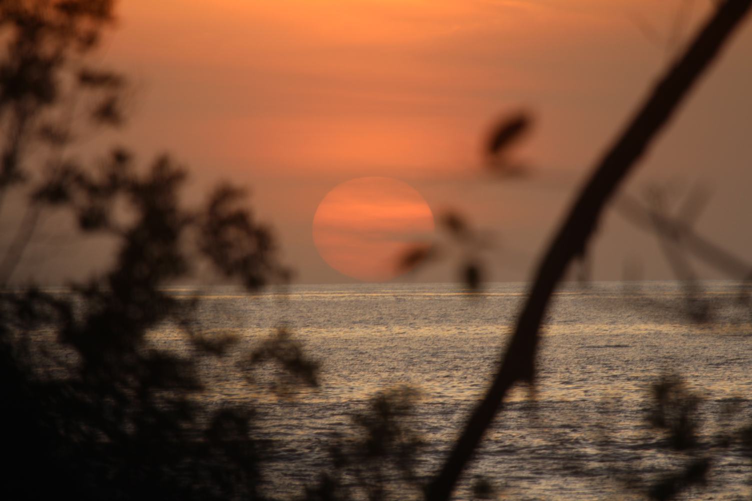 Sea at Sunset from Behind the Trees