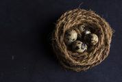 Quail Eggs in a Nest